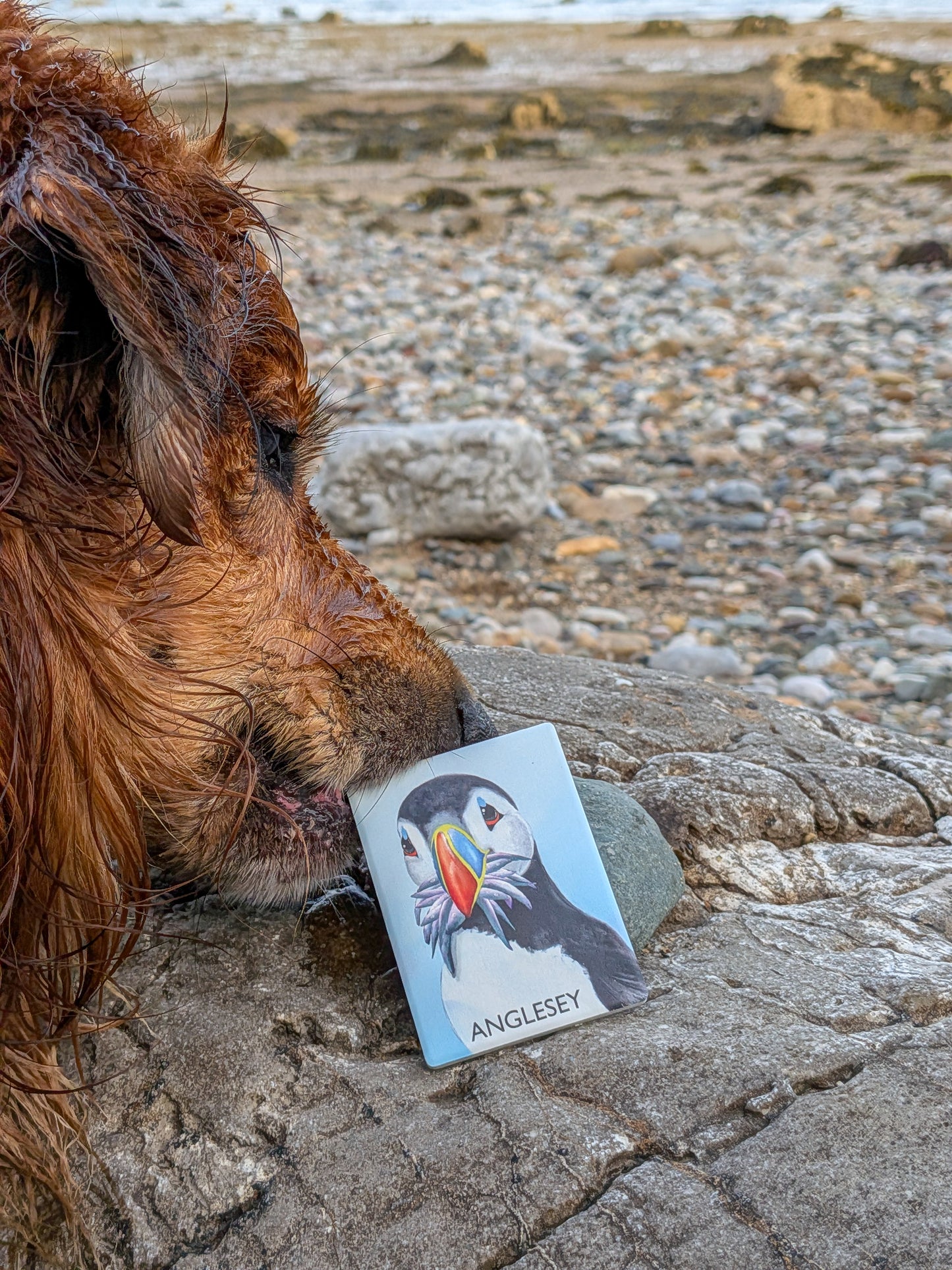 Puffin Prints Ceramic Artist Print Magnet - Stuffin’ Puffin